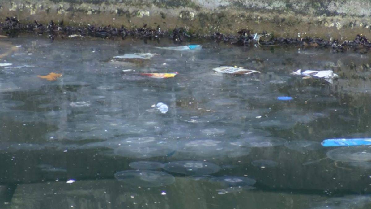 Marmara'yı denizanaları istila etti