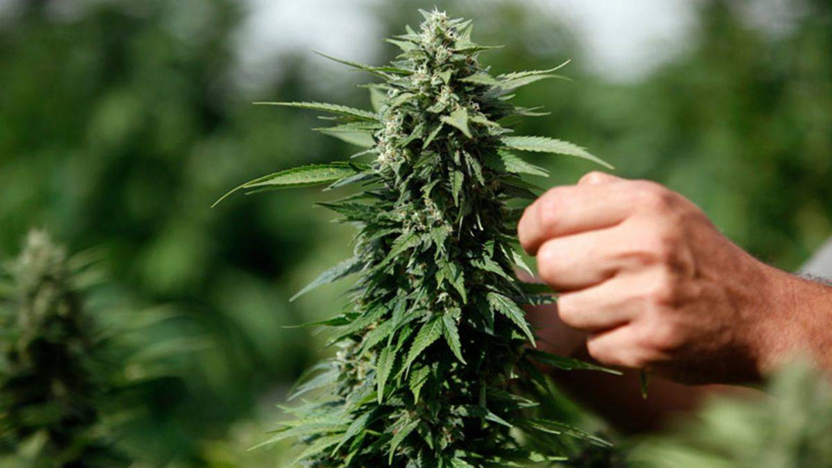 Malta esrarı yasallaştıran ilk AB ülkesi oldu