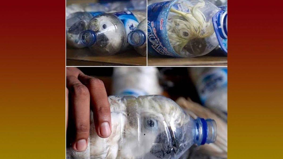 İnsanlık dışı yöntem: Pet şişede papağan kaçakçılığı