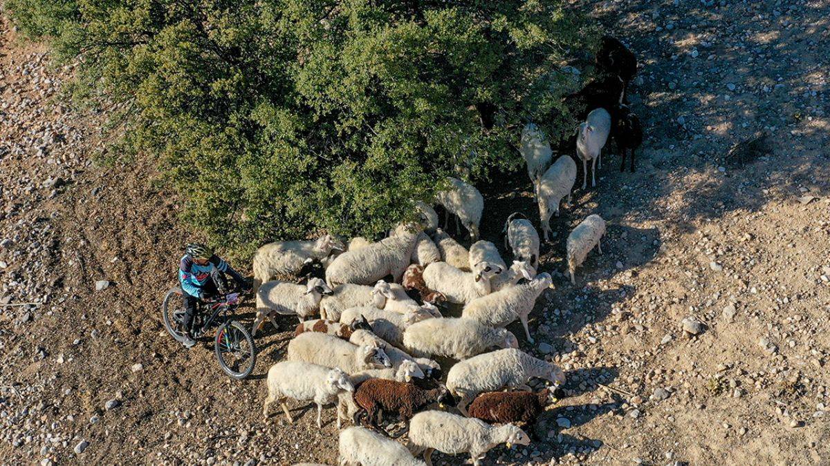 Şampiyon Bisikletçi Bisikletiyle Modern Çobanlık Yapıyor