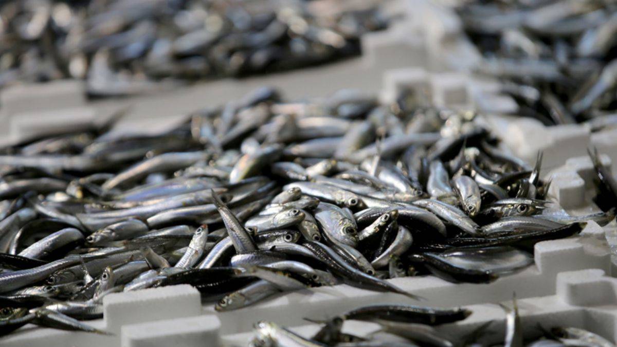 Hamsinin kilosu 60 lirayı gördü