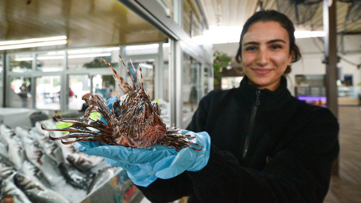 Yok satıyor! Kilosu 150 liraya zehirli aslan balığı
