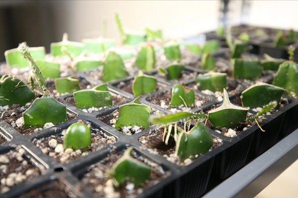 Ordu tıbbi ve aromatik bitki yetiştiriciliğinde öne çıkacak