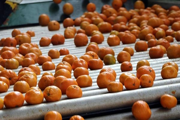 Yaş sebze meyve ihracatçıları pazar yelpazesini genişletmeyi hedefliyor