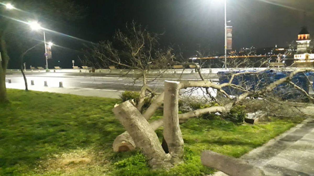 Üsküdar'da ağaçları kesen 11 şüpheli hakkında istenen ceza belli oldu