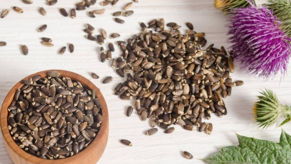 Deve dikeni hafızayı güçlendiriyor