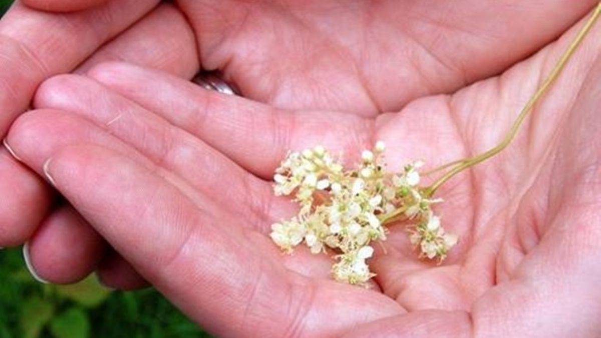 Erkeçsakalı çayı selüliti ortadan kaldırıyor!