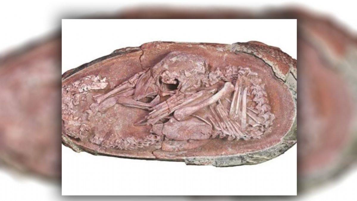 En az 66 milyon yaşında dinozor embriyosu bulundu