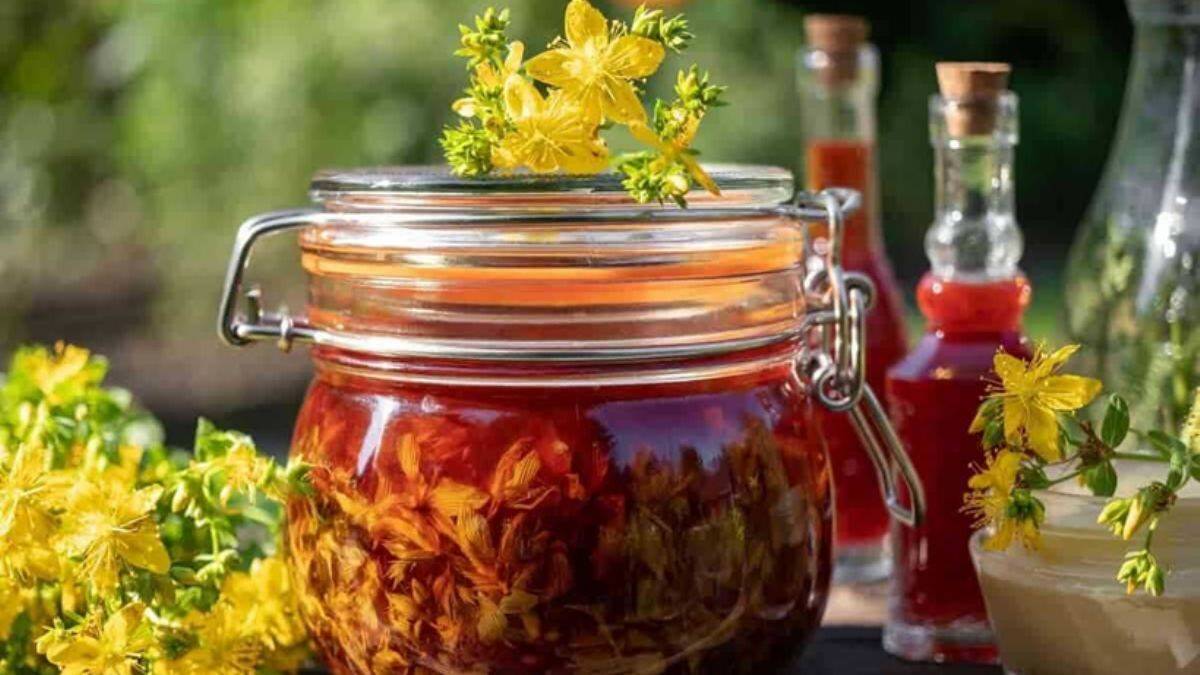 Doğal bir antidepresan; Sarı Kantaron