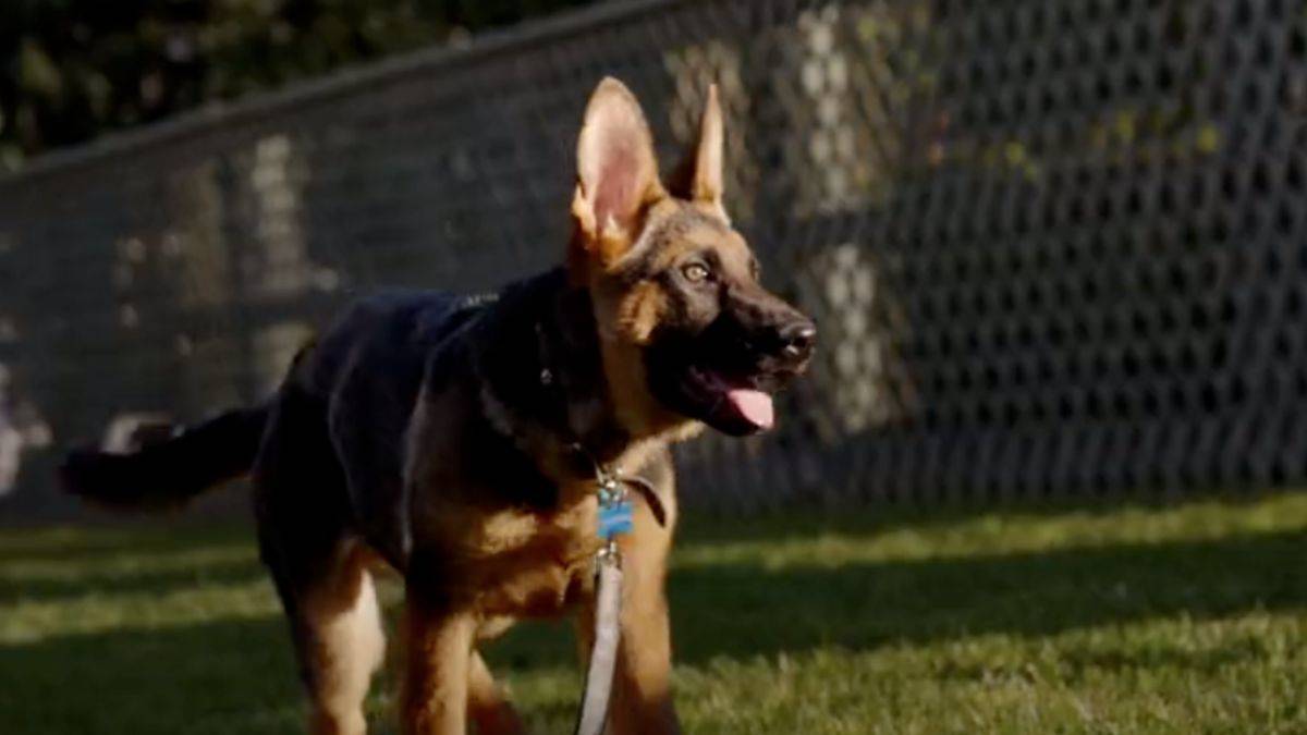 Biden, Beyaz Saray’a yeni bir köpek aldı