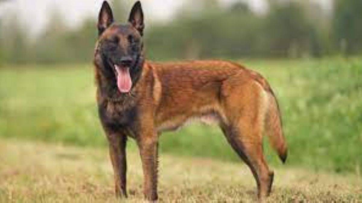 Belçika kurdunun özellikleri nelerdir?