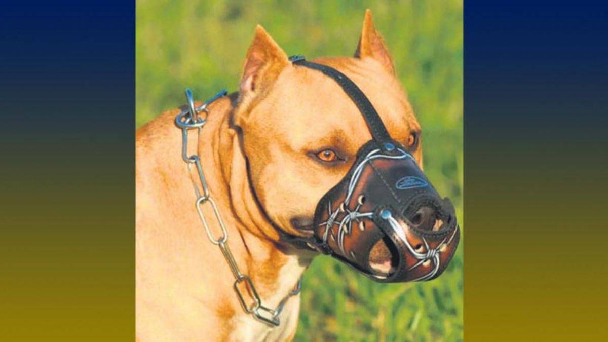 'Bu kafa köpeklerin de başına bela...'