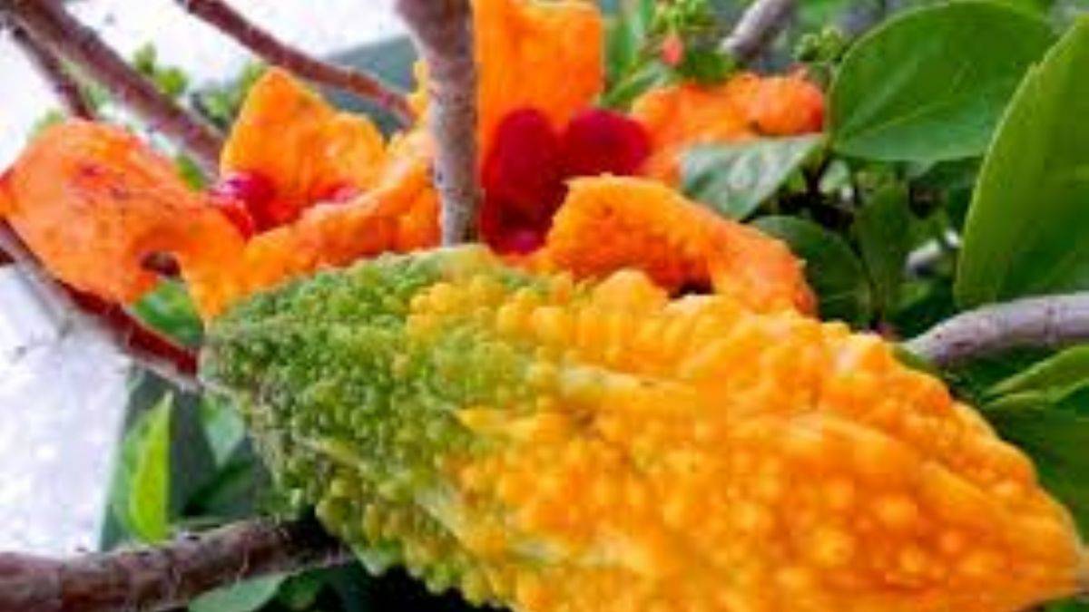 Kudret narı nasıl tüketilir ve faydaları nelerdir?