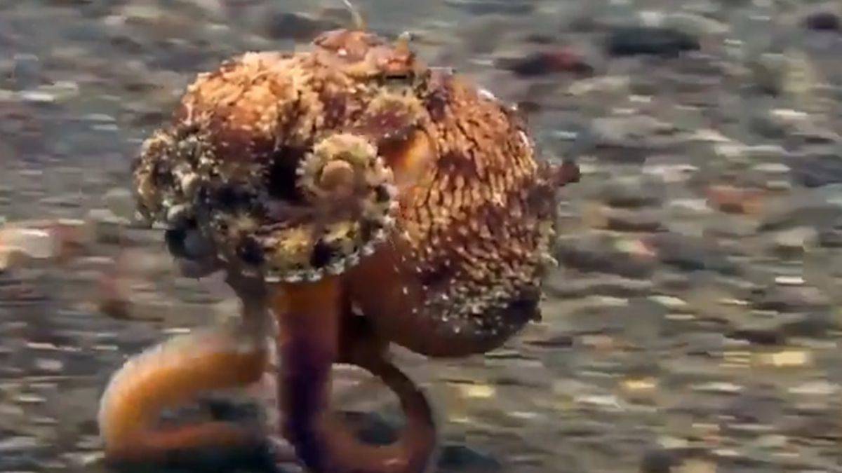 Daha önce yürüyen ahtapot görmüş müydünüz?