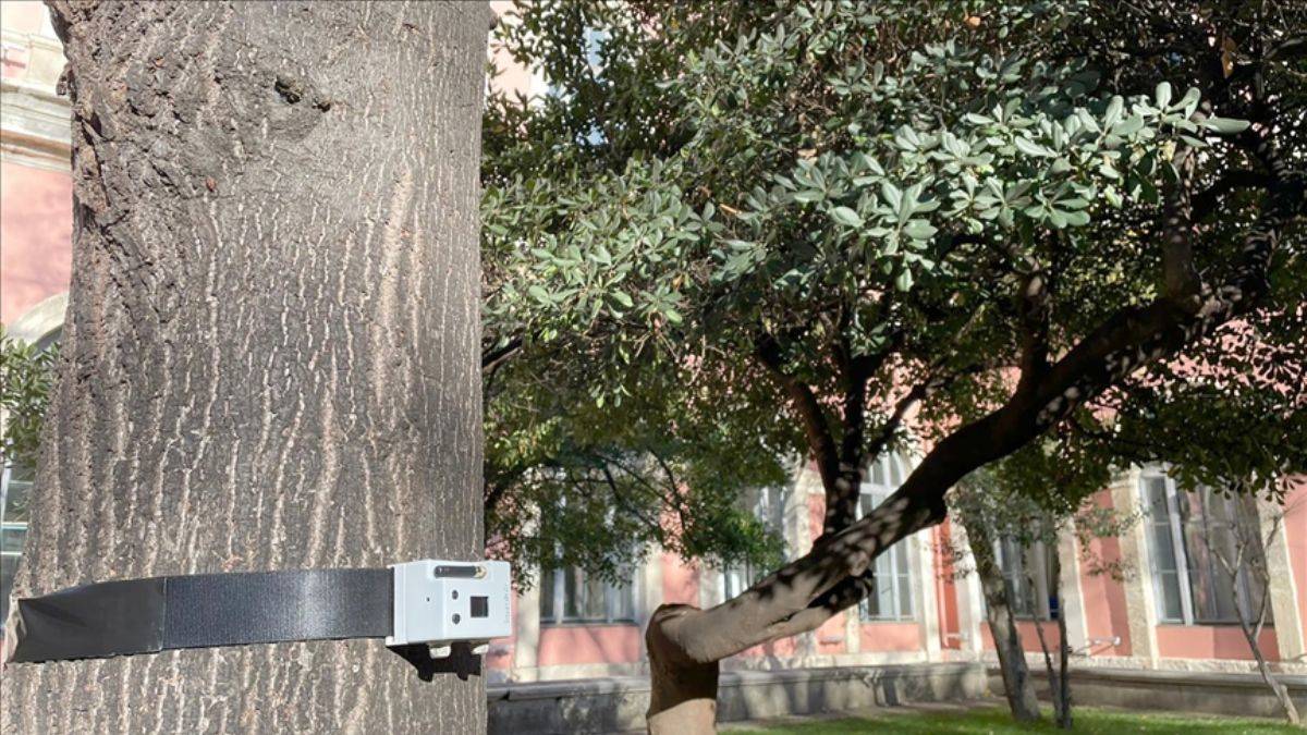 Orman yangınlarını erken bildiren 'Kozalak' sistemi