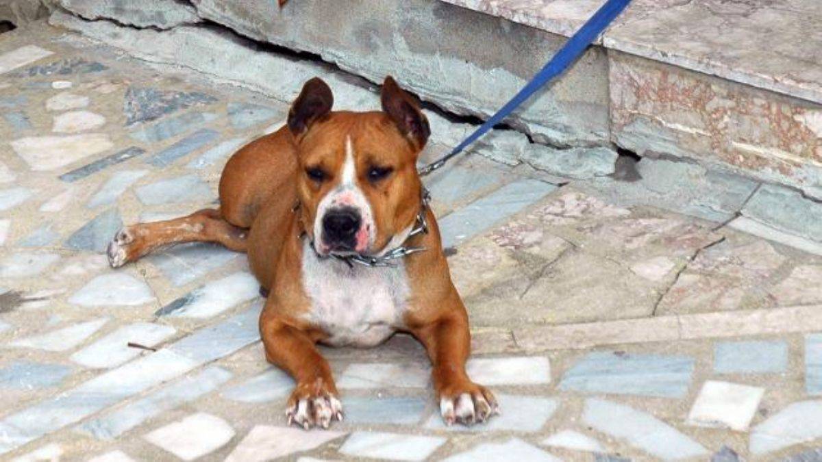 Erdoğan: ‘Beyaz Türkler hayvanlarınıza sahip çıkın’