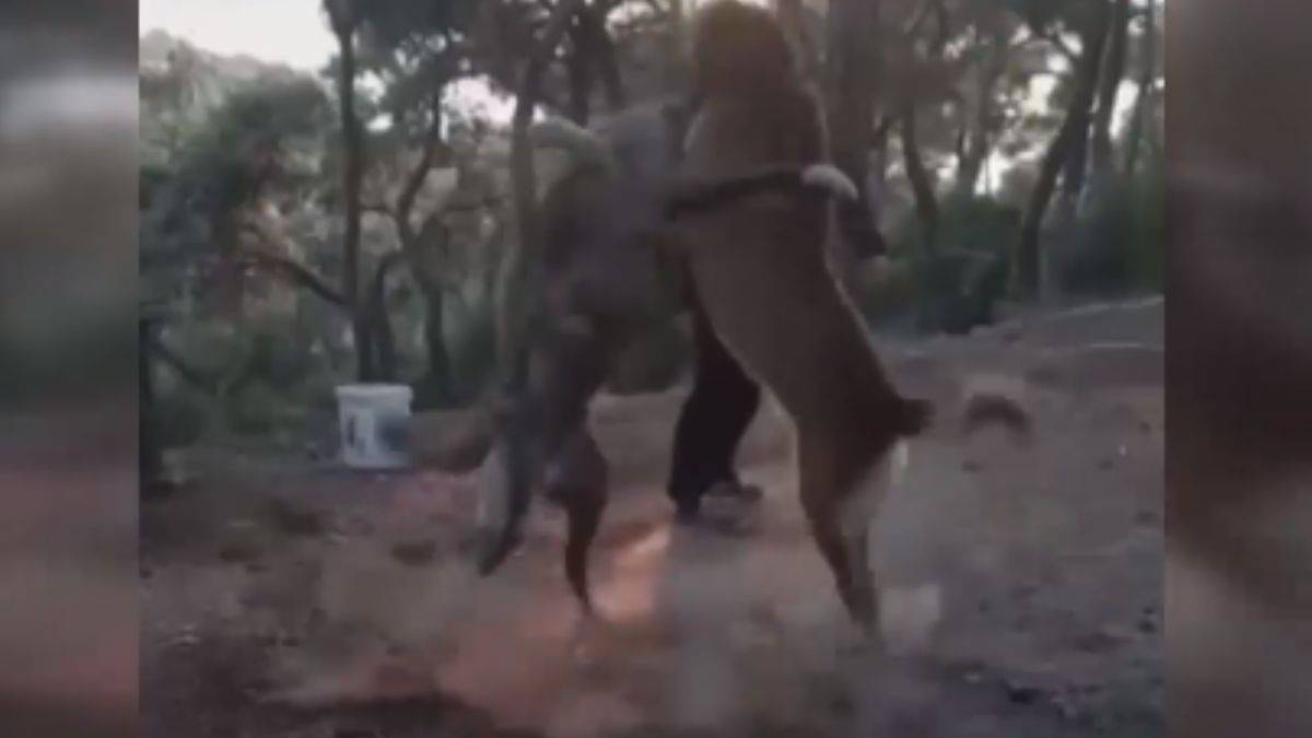 Kulaklarını kestikleri köpekleri dövüştürdüler