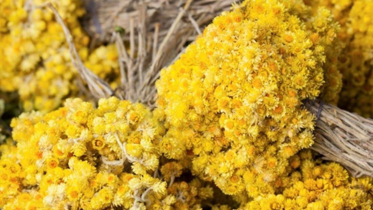 Altın otu romatizmal ağrıları azaltıyor!