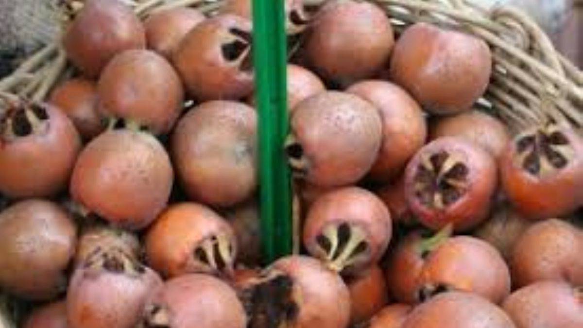 Muşmula nasıl yenir ve faydaları nelerdir?