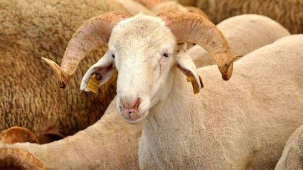 Kurban bayram tarihi 2022 ne zaman? 2022 Kurban bayramı tarihi