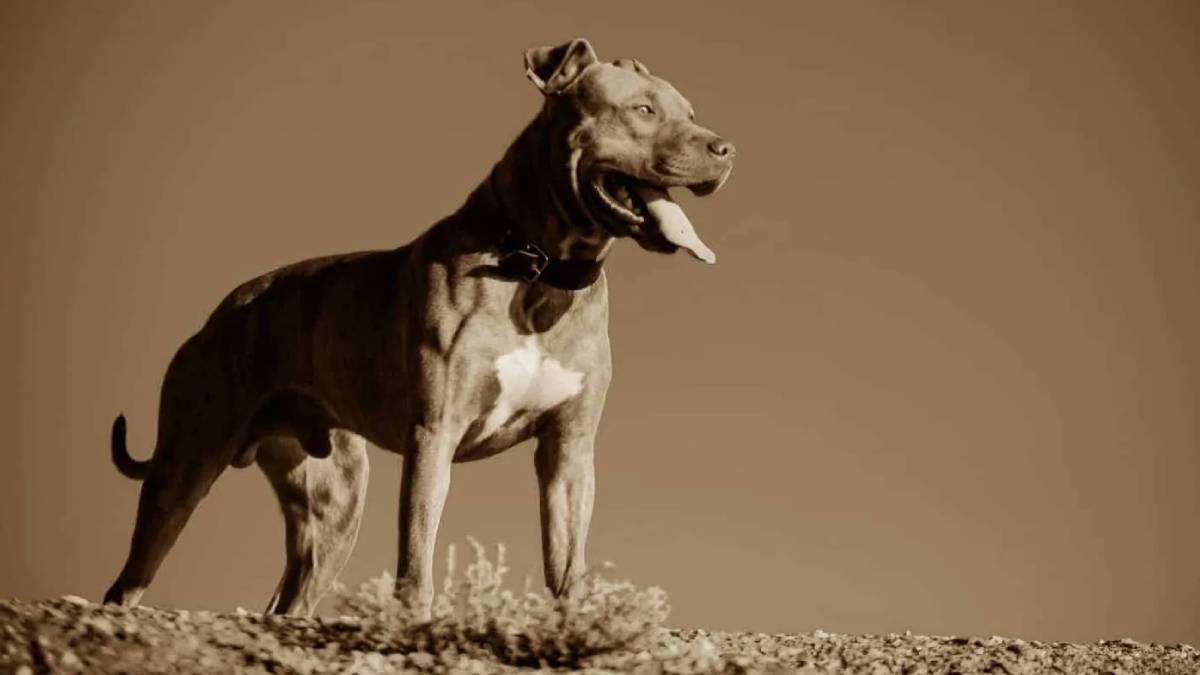 Tehlikeli köpek ırkları (cinsleri) hangileri? Yasak köpekleri beslemenin cezası ne kadar?