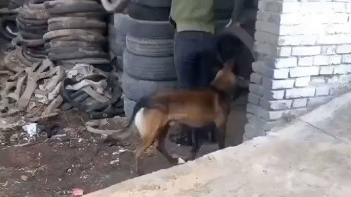 Tek seferde 4 lastiği taşıyabilen köpek herkesi şaşırtıyor