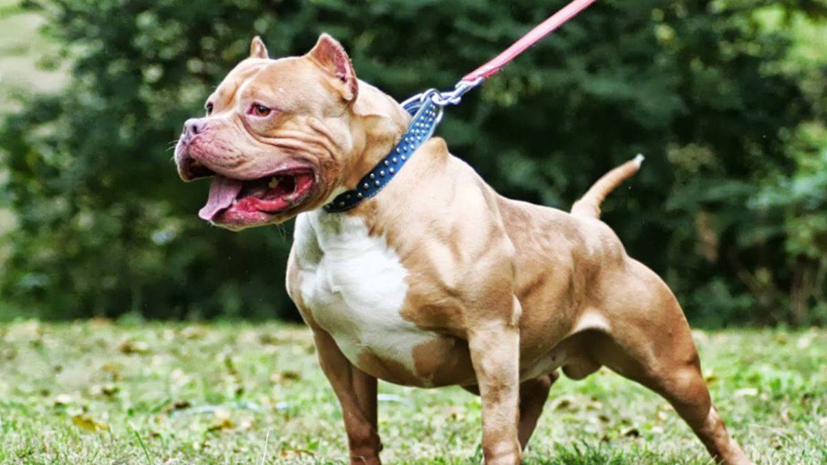 14 Ocak tarihine dikkat! ''Tehlikeli'' köpekler sokaklara bırakılabilir