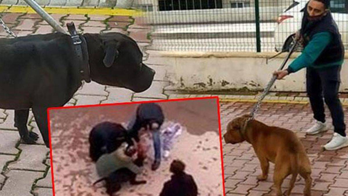 Pitbull saldırısı ile ilgili son gelişme! Güvenlik kamerası kayıtları silinmeye çalışılmış