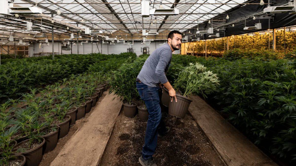 Oklahoma neden esrarın merkezi oldu?