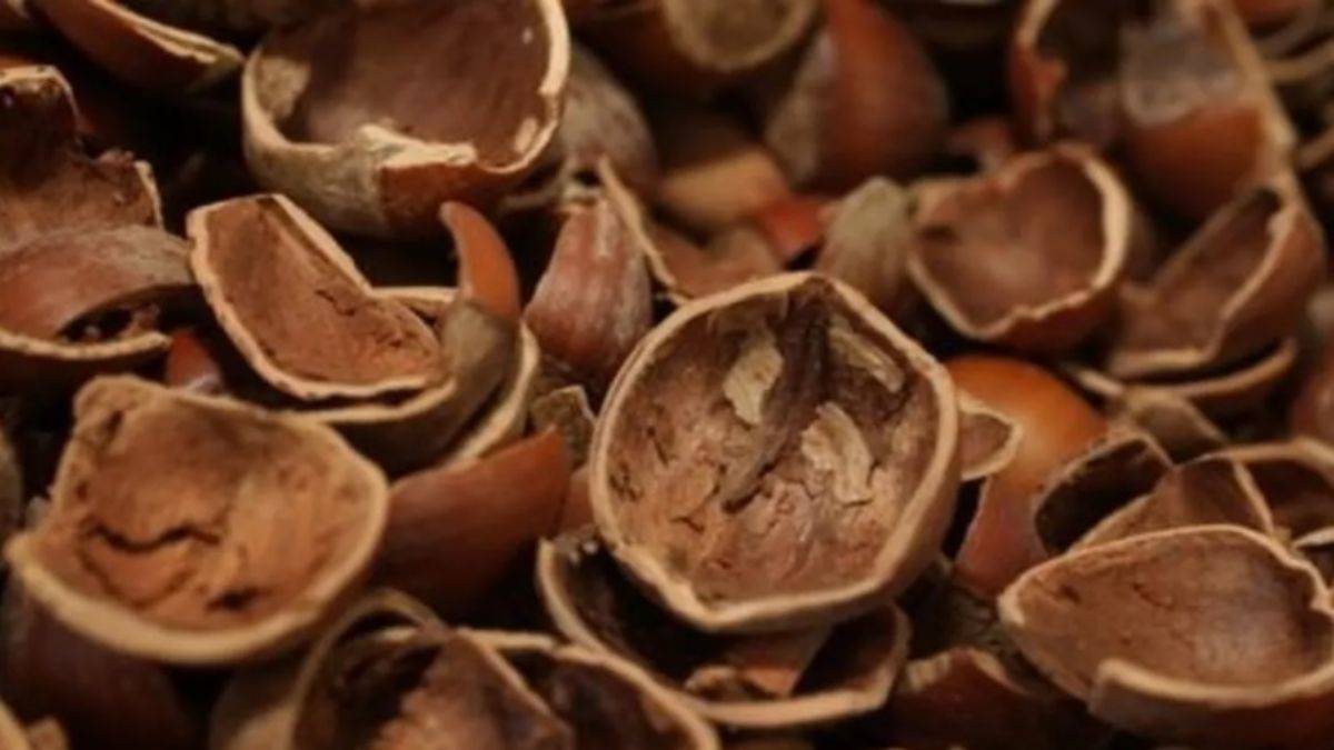 Fındık kabuğu kanserli hücre oluşumunu önlüyor