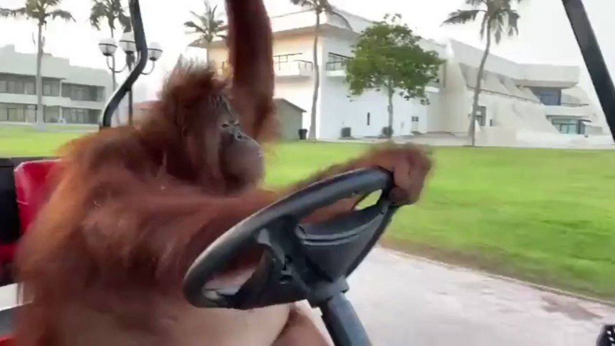 Golf arabası süren orangutan ilgi odağı oldu