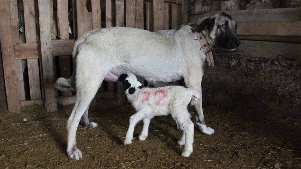 Sivas'ta yavru kuzuyu Kangal köpeği emziriyor