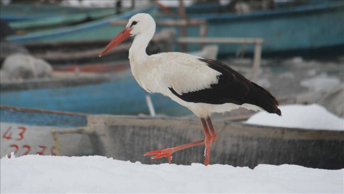 Göç etmeyen leyleği görmeye koştular