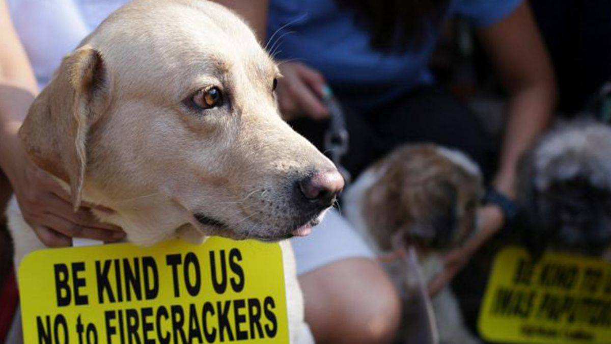 İtalya'da yeni yıl kutlamalarında en az 400 evcil hayvan öldü