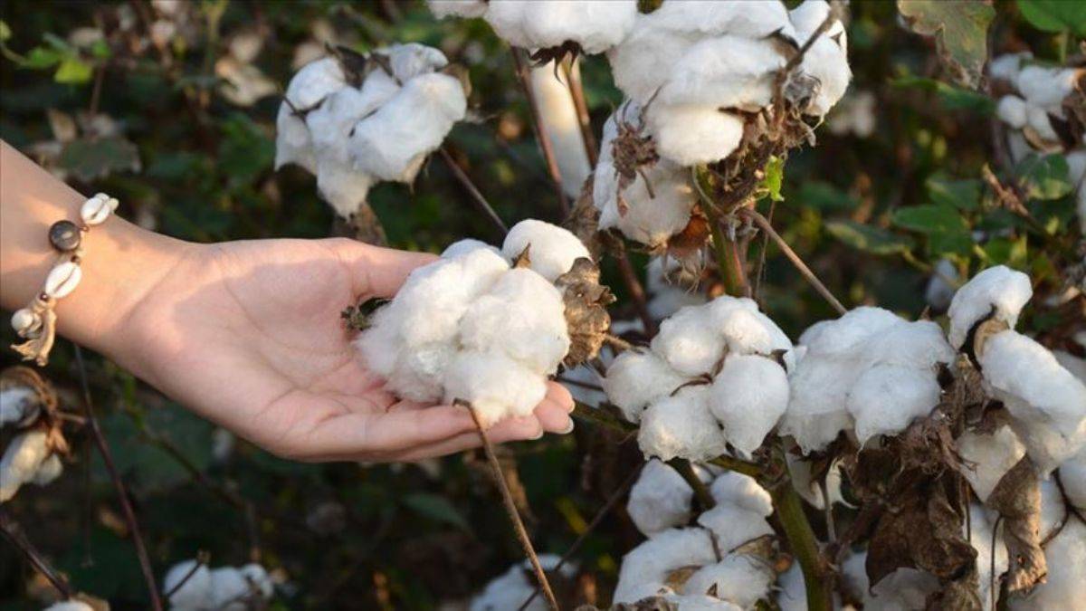 Emtia piyasasında yükseliş sürüyor, pamuğun fiyatı arttı