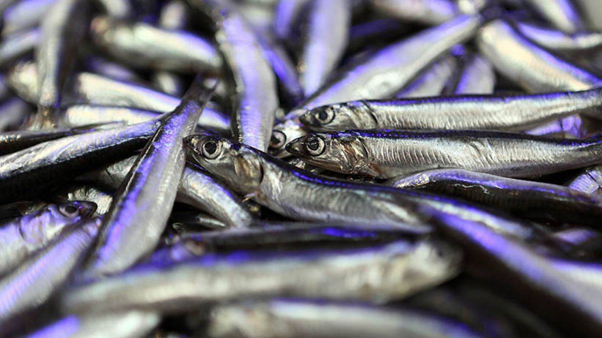 Hamsi ihracatı istihdama da katkı sağlıyor