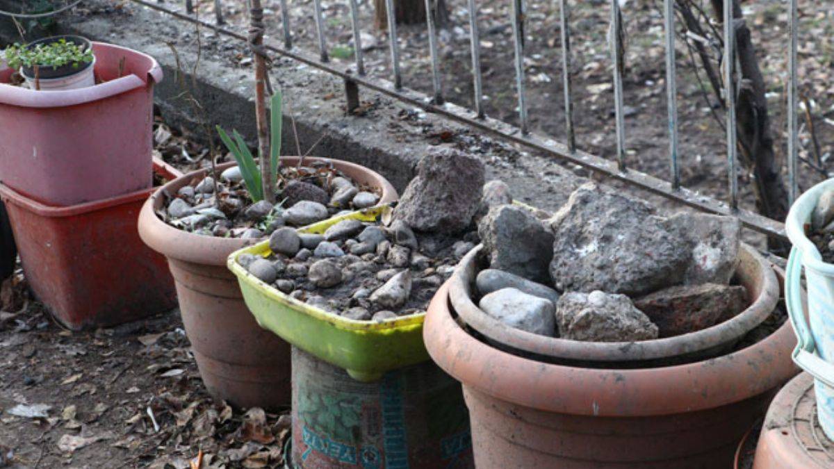 Çöp evde ölen köpekleri saksılara saklamış