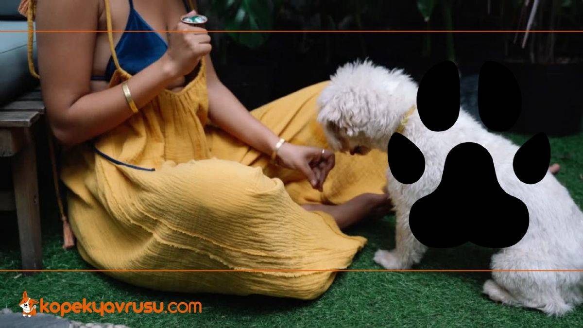 Popüler Oyuncak Köpek Cinsleri Kopekyavrusu.com Adresinde!