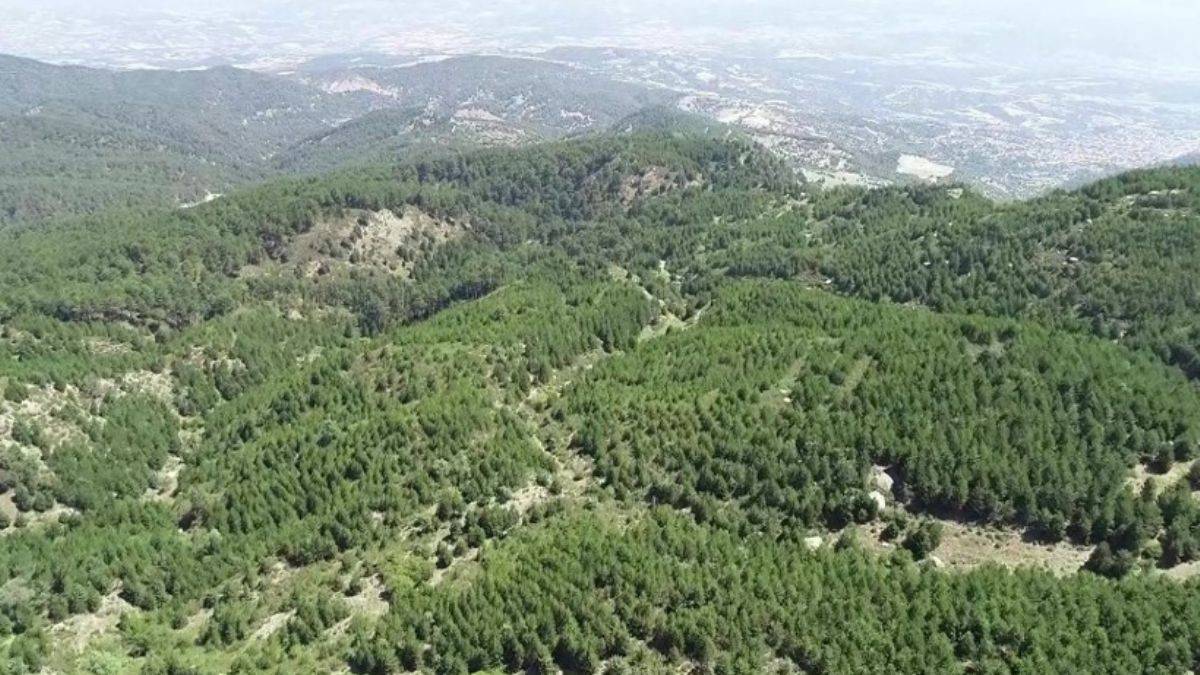 Resmi Gazete’de yayımlandı: Bazı alanlar orman sınırları dışına çıkartıldı