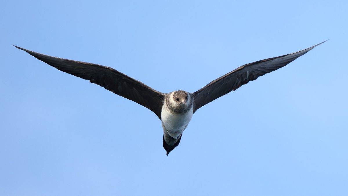 Okyanus kuşu 'korsan martı'dan Zonguldak sürprizi!