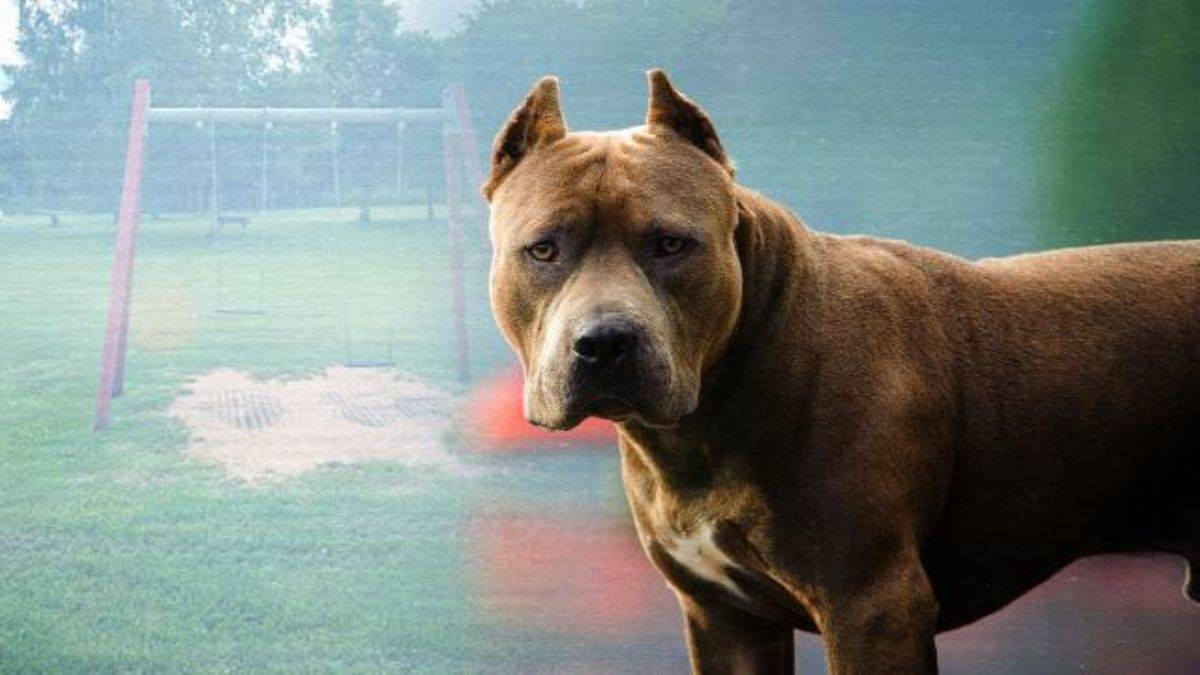 5 bin 160 tehlikeli köpek kayıt altına alındı