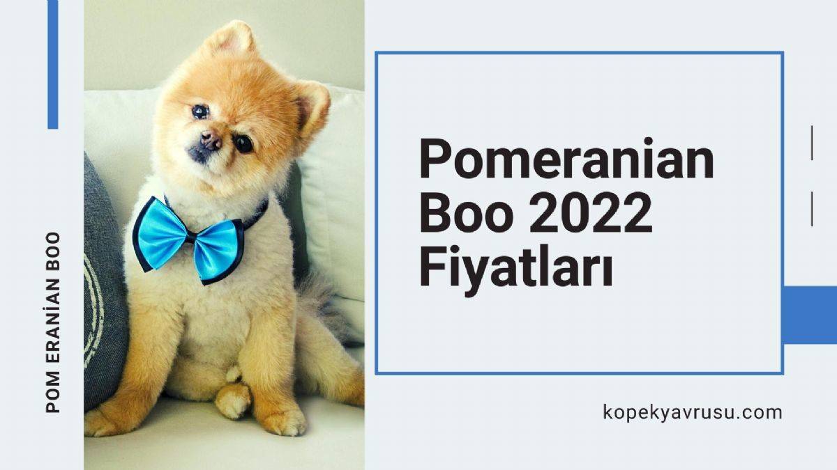 Pomeranian Boo 2022 Fiyatları