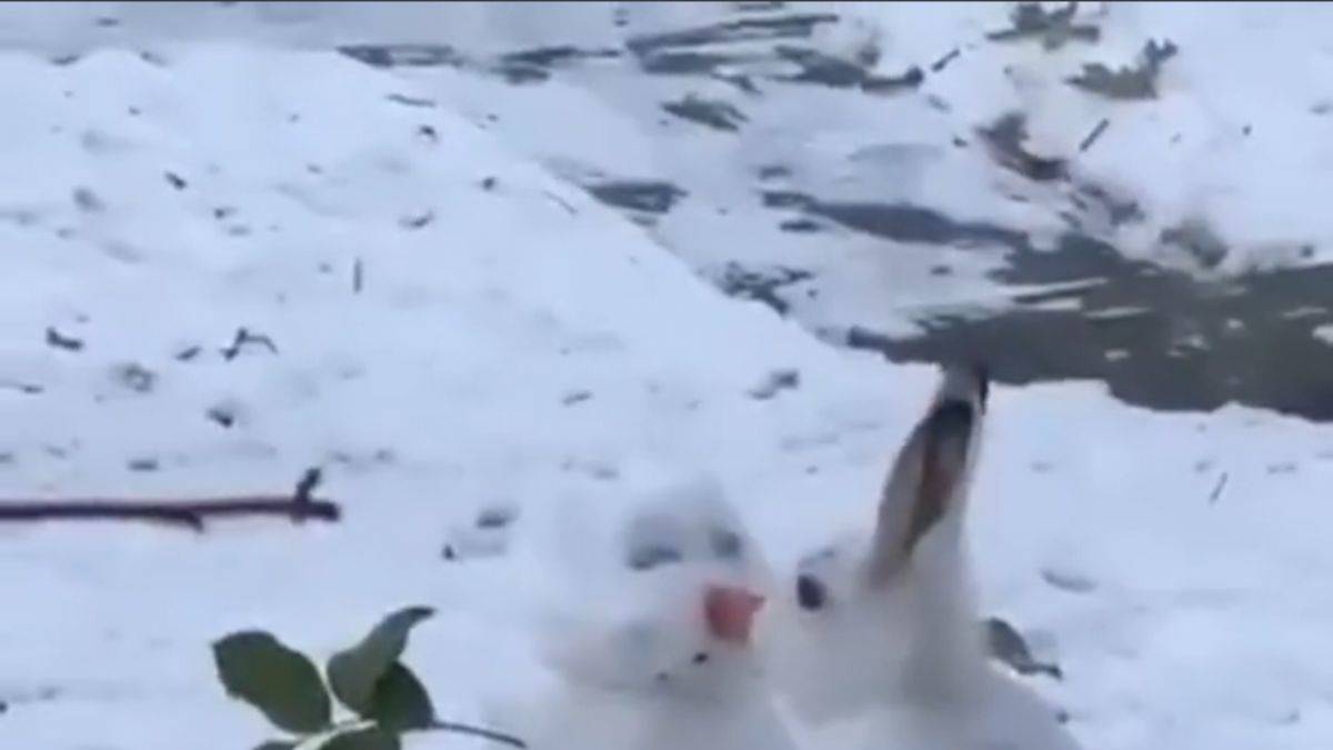 Tavşan kardan adamın burnunu yedi