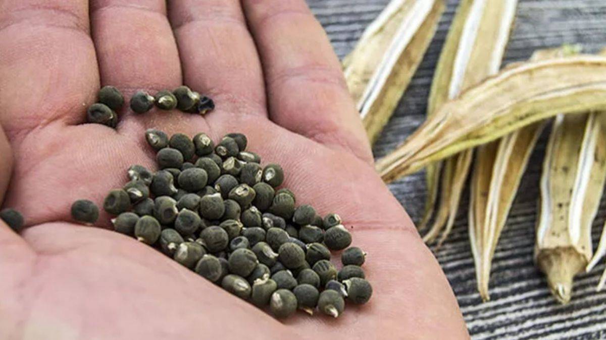 Bamya tohumu insülin direncini dengeliyor