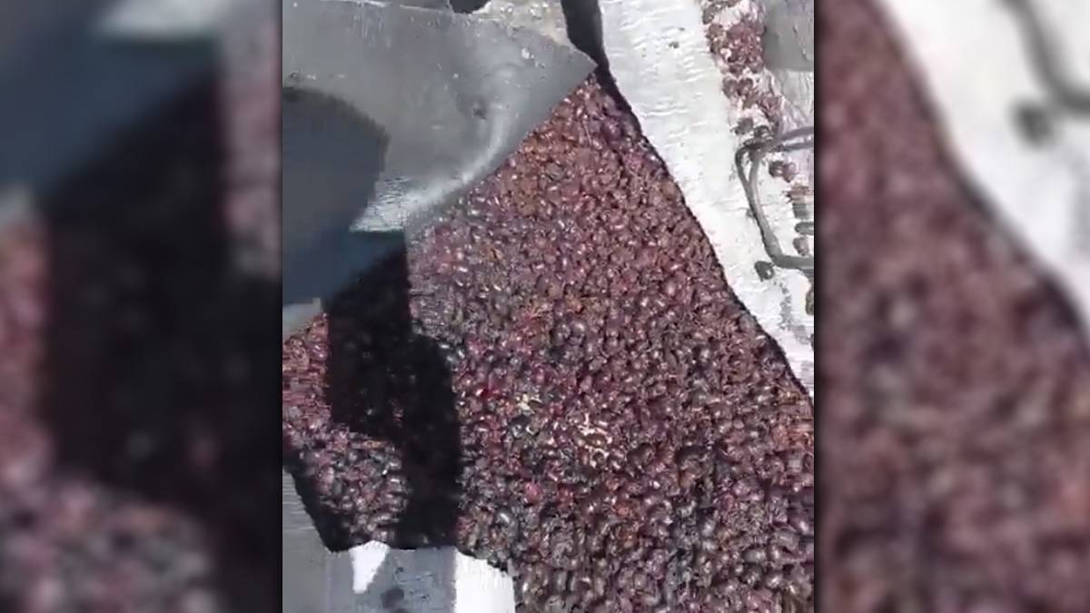 Şehri gergedan böcekleri istila etti: Adım atacak yer yok!