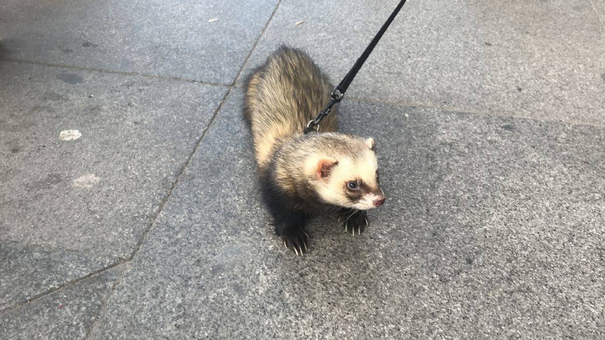 Görenler şaşırdı; Taksim'de tasmalı gelincik