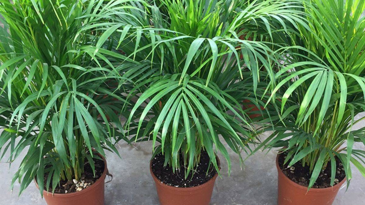 Areka palmiyesi bakımı nasıl olmalı?