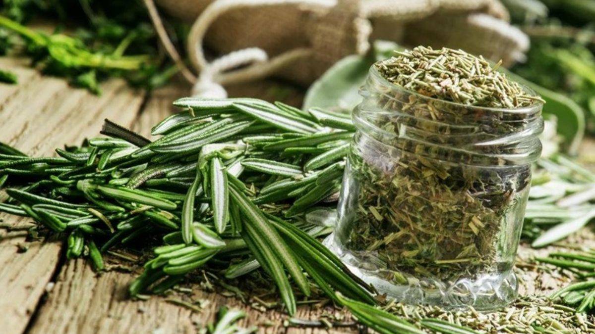 Biberiye migren ağrılarını hafifletiyor