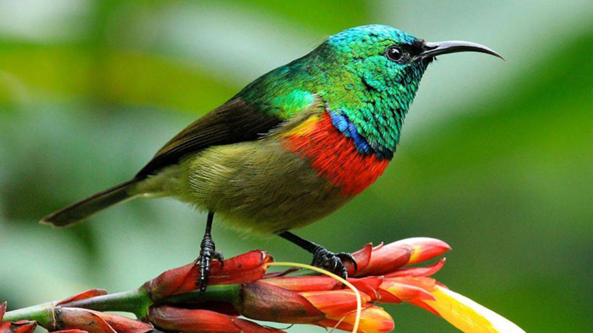 'Gökyüzü adalarında' yaşayan kuşlar, 1 milyon yıldır aynı şarkıyı söylüyor