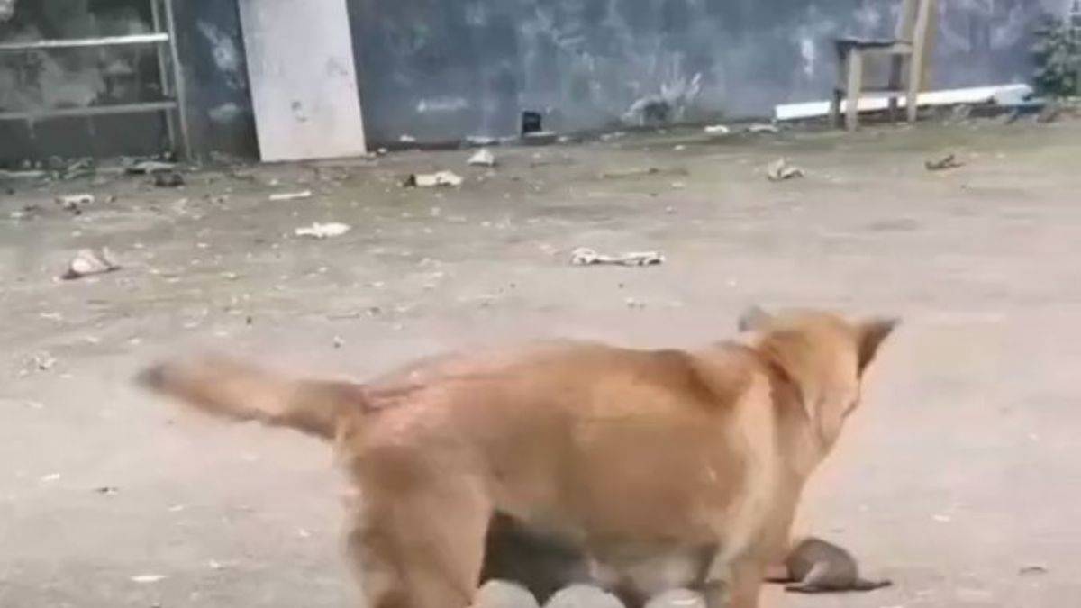 Anne köpek yavrularını soğuktan korumaya çalışıyor